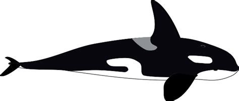 Orca Whale Clipart - ClipArt Best