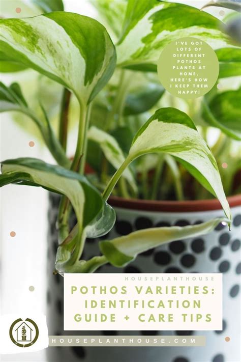 Pothos Chart