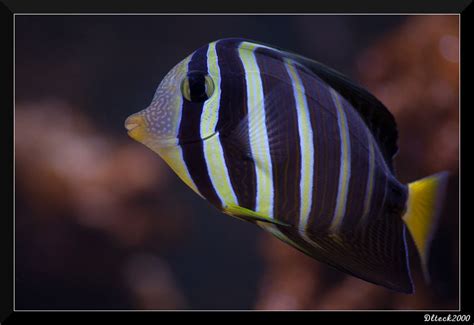 Zebrasoma veliferum - Fish - Nano-Reef Community