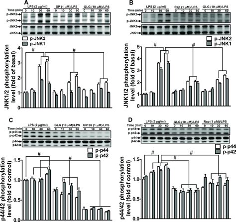 Galangin Inhibited The Lipopolysaccharide Lps Induced Phosphorylation