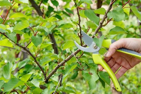 All Weigelas Can Be Pruned In The Same Way - It's Best Done Straight ...