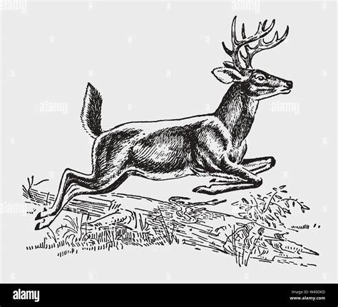 Deer Jumping Drawing