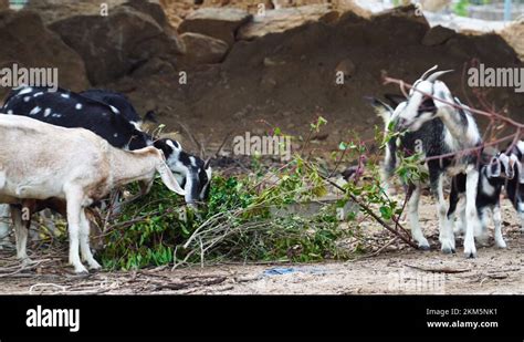 Trip Of Goats Stock Videos And Footage Hd And 4k Video Clips Alamy