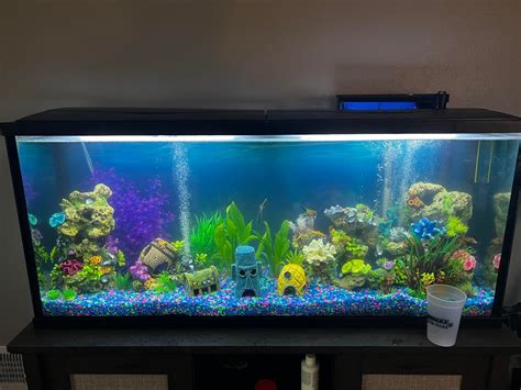 55 Gallon Fish Tank Setup for Angelfish : r/Aquariums