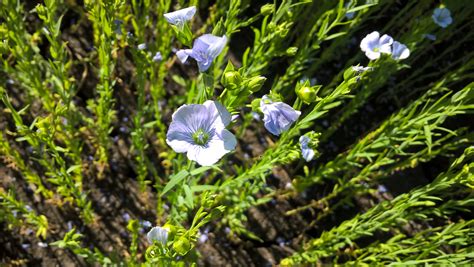 Flax: crop of the future | Articles | Ekosem-Agrar