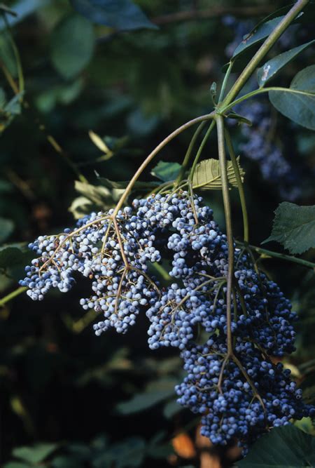 Elderberry