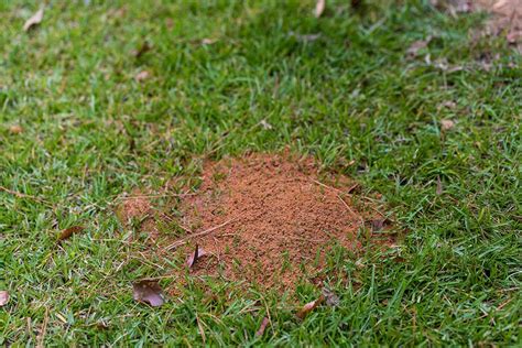 Identifying And Defeating Fire Ants Home Run Pest And Termite Control