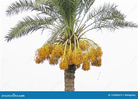 Raw Yellow Dates On A Tree Stock Image Image Of Bunches 123989673