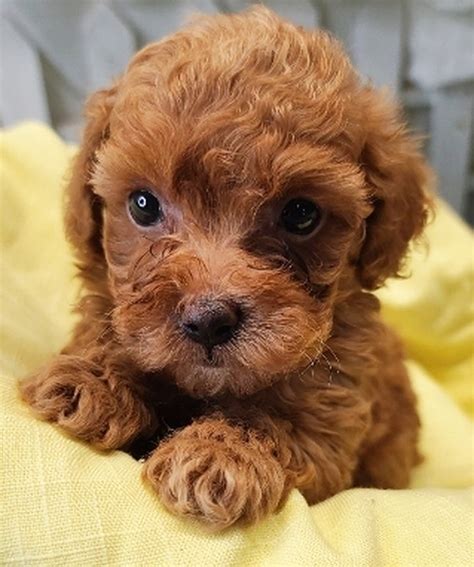 Teacup Maltipoo For Sale Teacup Maltipoo Puppies For Sale