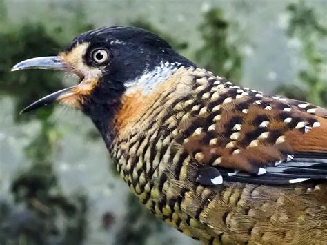 A Field Guide To The Birds Of China Shanghai Birding 上海观鸟