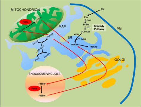 Phospholipid Synthesis Pathway Ins Cerevisiae Ptdser Open I