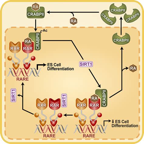 Sirt Mediated Deacetylation Of Crabpii Regulates Cellular Retinoic