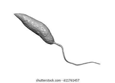 Leishmania Parasite Images Stock Photos Vectors Shutterstock