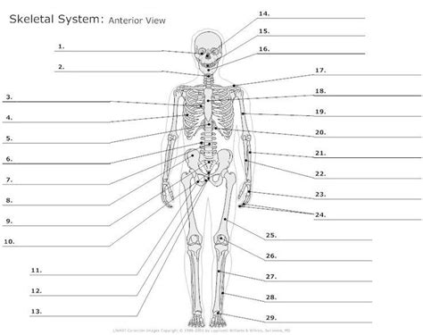 The Skeletal System Flashcards Easy Notecards