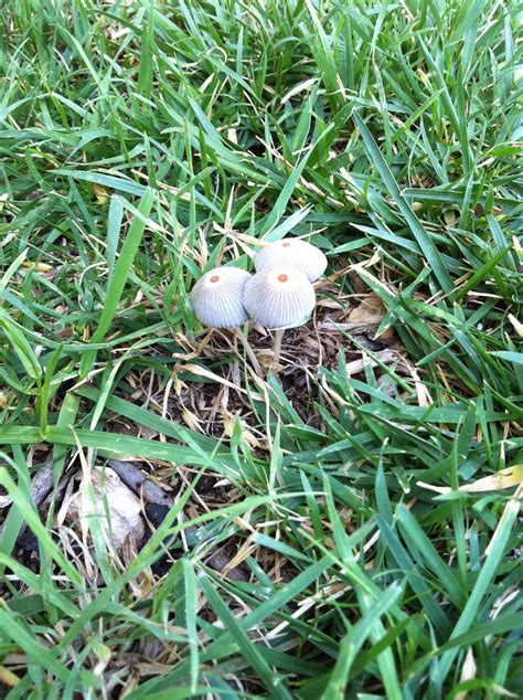 Why Do You Get Mushrooms In Your Lawn All Mushroom Info