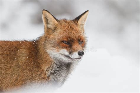 Roter Fuchs im Schnee stockbild. Bild von säugetier, porträt - 21144289