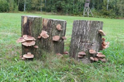 Pilz Substrat Shiitake Bio Pilze selber züchten Substratbrut