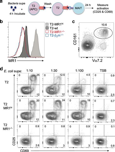 Tuning Of Human Mait Cell Activation By Commensal Bacteria Species And