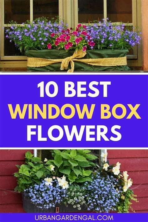 10 Flowers for Window Boxes | Urban Garden Gal | Window box flowers ...