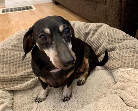 This has been a hard week, we had to say goodbye to our sweet Bella on