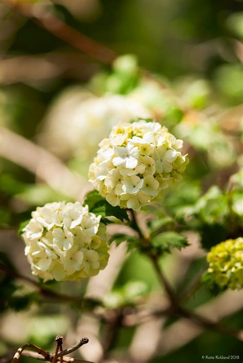 Snowball Bush Flowers | Behance