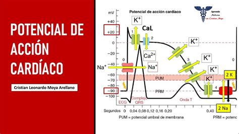 Potencial De Ação Cardíaco