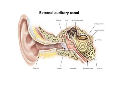 'External Auditory Canal of Human Ear (With Labels)' Art Print | Art.com | Human ear, Ear ...