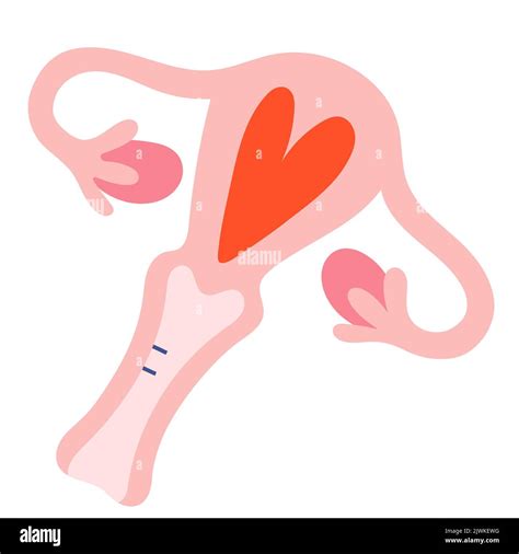 Uterus Illustration Menstruation Cycle Cute Doodle Art Hand Drawn Colored Illustration Of