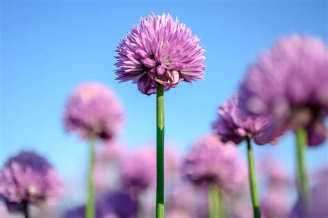 Allium Bunga Tanaman Foto Gratis Di Pixabay Pixabay