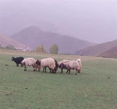 Bitlis Ta S R Ye Kurtlar N Sald R S Sonucu Koyun Telef Oldu