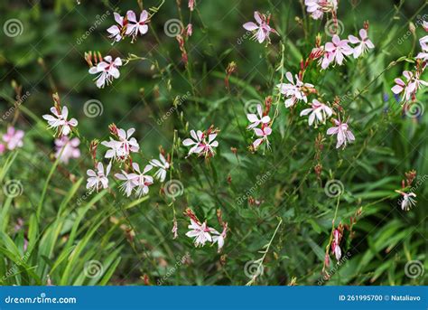 Oenothera Lindheimeri, Lindheimer`s Beeblossom, White Gaura, Lindheimer`s Clockweed, a Species ...