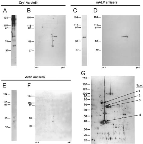 Detection Of Cry1Ac Binding Proteins A And B HvALP C And D And