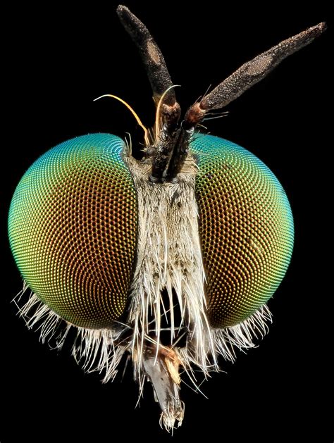 Insect Anatomy Six Legged Science Unlocking The Secrets Of The