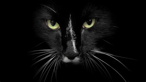 The Black Cat HD Wallpaper | All the Latest and Exclusive HD Wallpapers ...