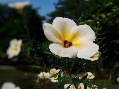 White Buttercup Flower Turnera Subulata Blooming Beautifully In The