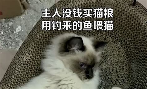 主人没钱买猫粮，用淡水生鱼喂猫，网友直呼不对劲 知乎