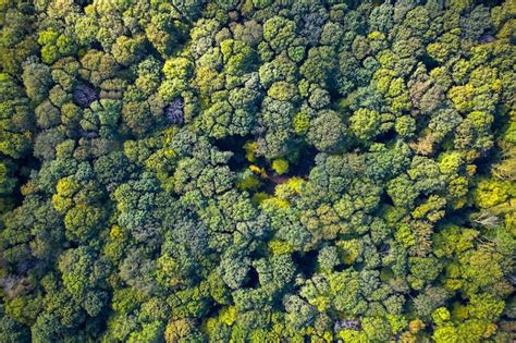 Premium Photo | Aerial view of lush summer forest texture