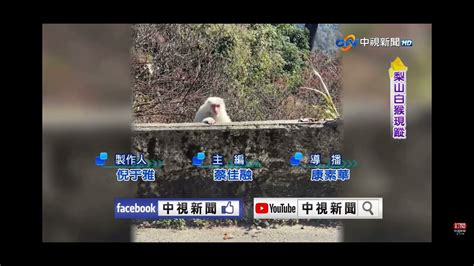 2023 01 30中視2300夜間新聞 梨山白猴現蹤 Youtube