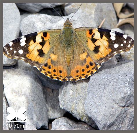 Belle Dame Vanessa Cardui Identifier Un Insecte