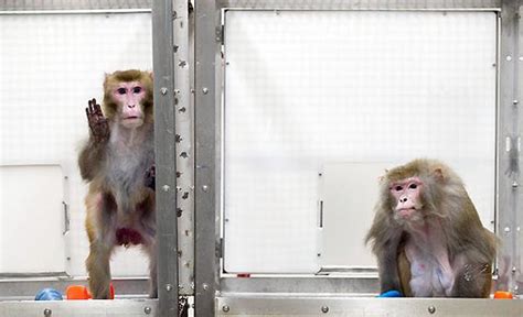 Calorie Restriction And Longevity Monkey Study Shows Hunger Doesnt