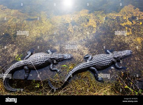 Alligator in Florida Stock Photo - Alamy