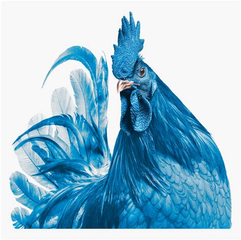 Transparent Hen Png Delaware State Bird Blue Hen Chicken Png