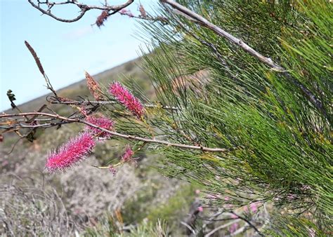 Western Australian Plants Proteaceae