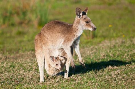 Hopping Kangaroo stock image. Image of move, running - 23107369