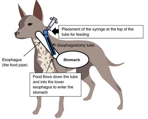 Esophagostomy Tube Information and Care