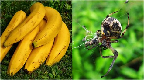 Brazilian Wandering Spider Bananas