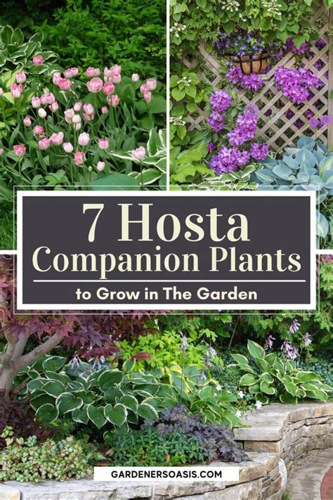 Hosta Companion Plants What To Plant With Hostas Gardeners Oasis