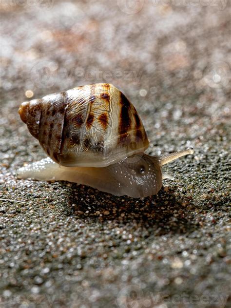 African Giant Snail 3752362 Stock Photo at Vecteezy