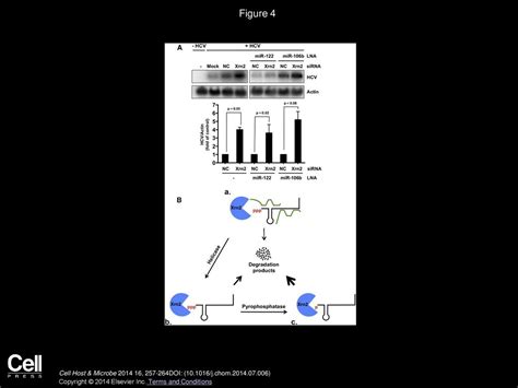 Hepatitis C Virus Subverts Liver Specific Mir 122 To Protect The Viral