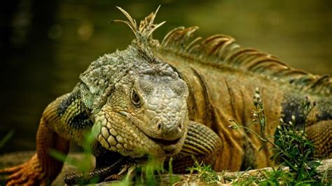 How to Get Rid of Green Iguanas | Easy and Effective Solutions! - Pest ...